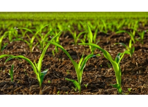Nông nghiệp hữu cơ có khác nông nghiệp sạch?