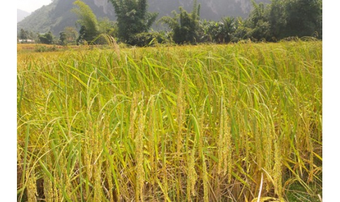 Tranh nhau thu mua lúa Nếp Hương tại ruộng
